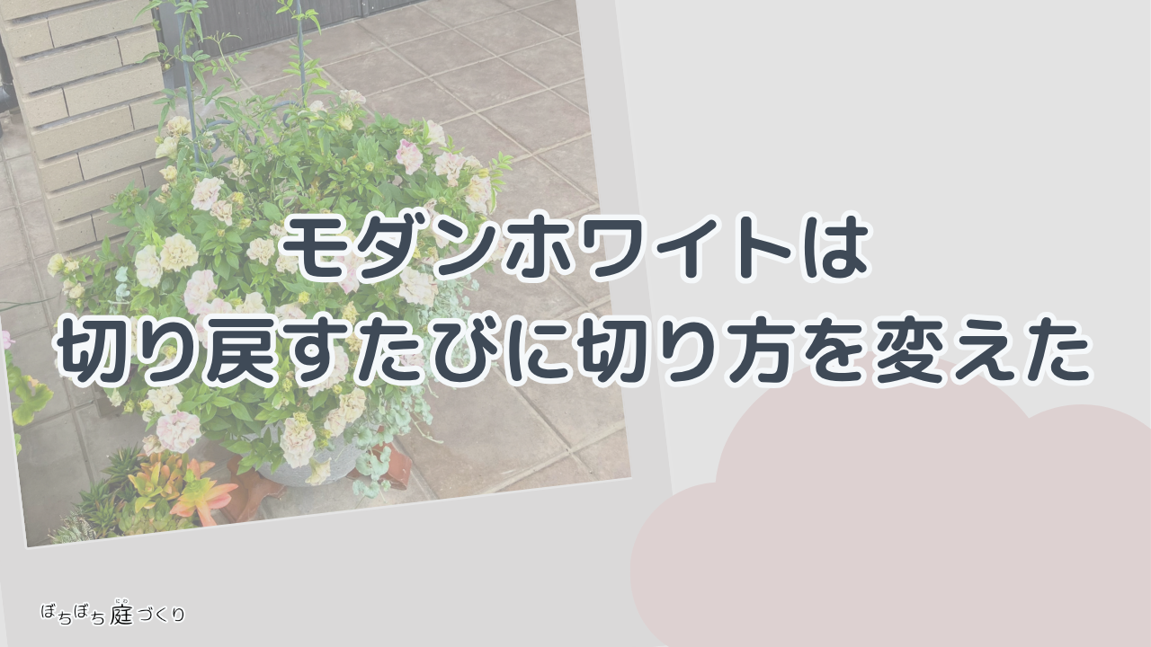 モダンホワイトの切り戻しの見出し画像