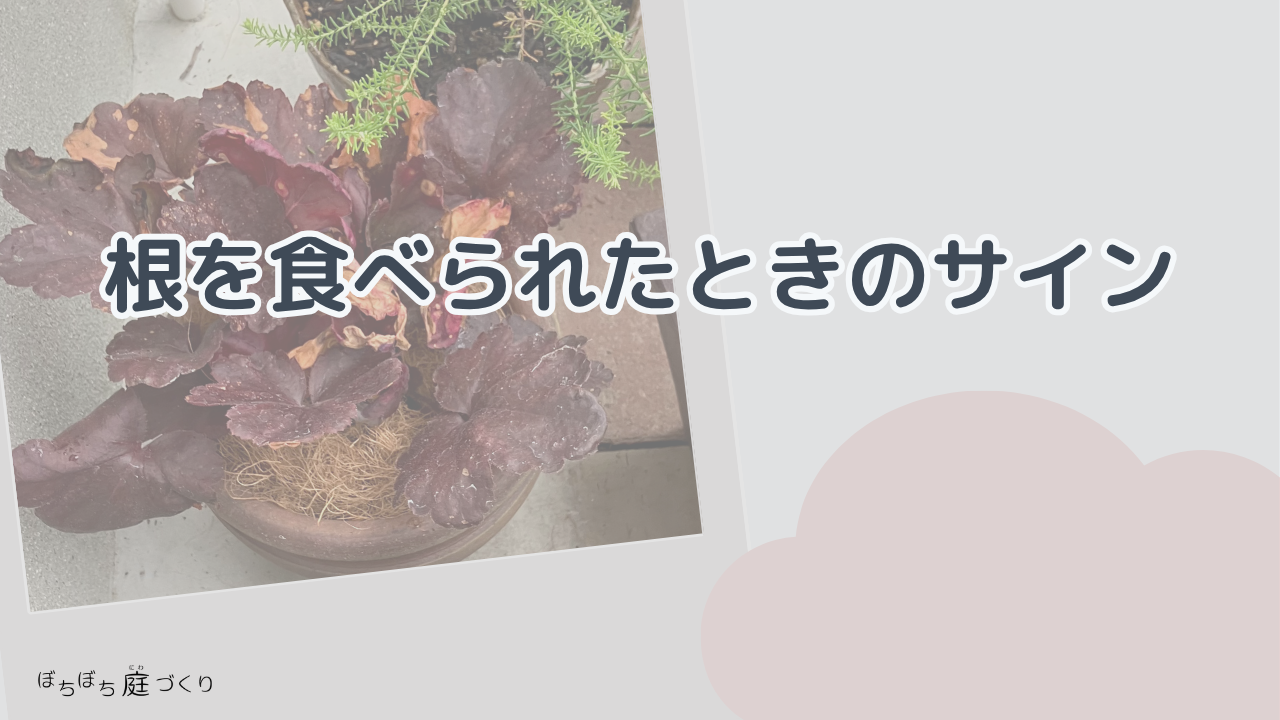 根を食べられたときのサインの見出し画像