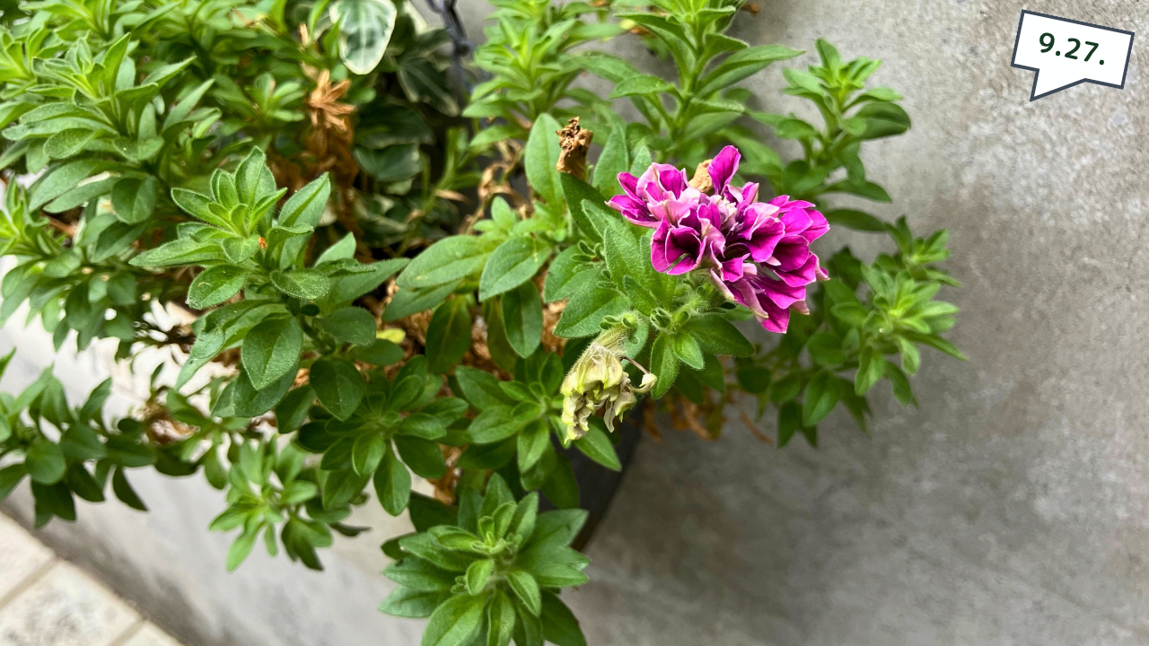 花びらが細くなったペチュニア キュルン ダブルの花