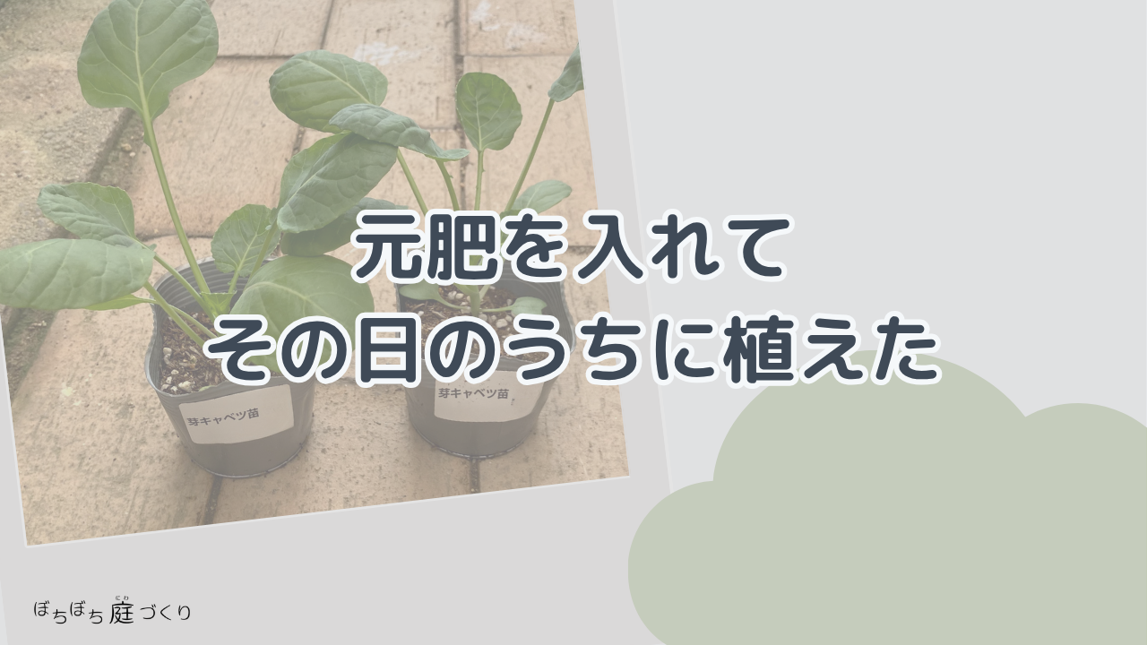 元肥を入れて、その日のうちに植えたの見出し画像