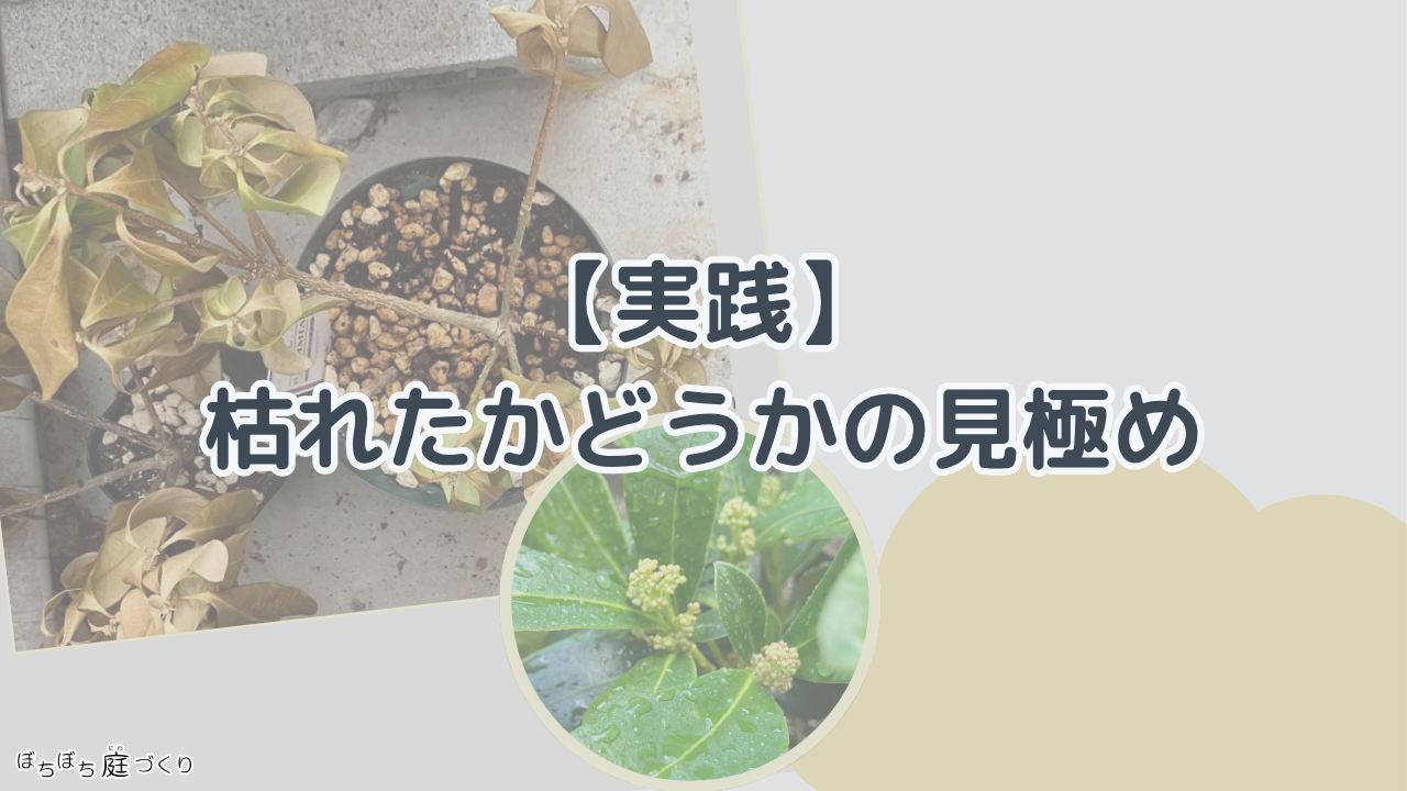 枯れたかどうかの見極めの見出し画像