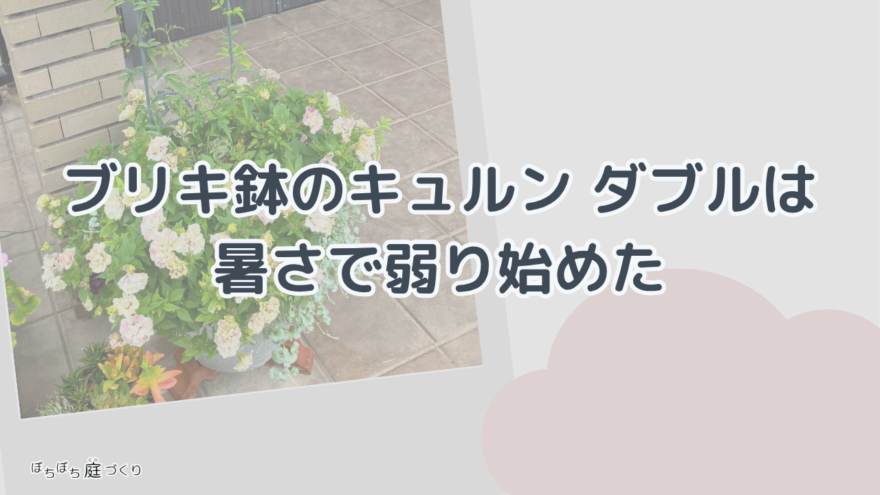 ブリキ鉢のキュルン ダブルの見出し画像