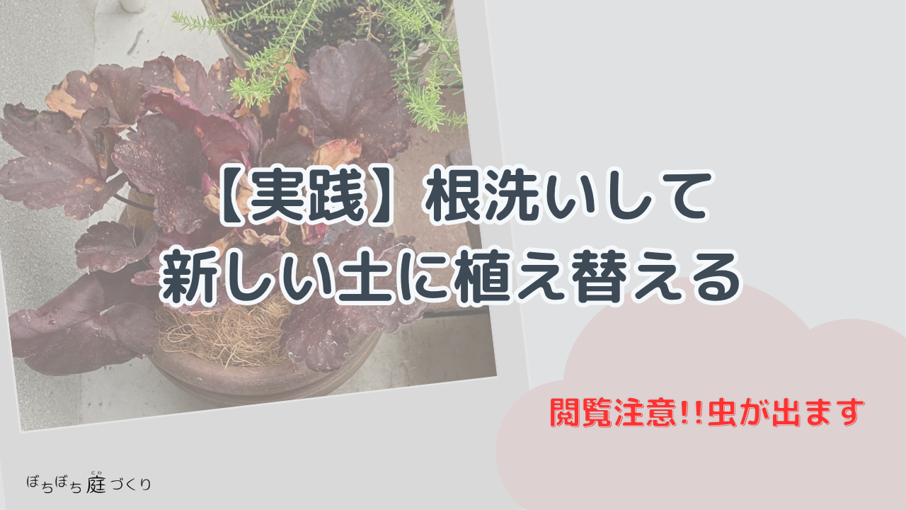 根洗いして新しい土に植え替えるの見出し画像