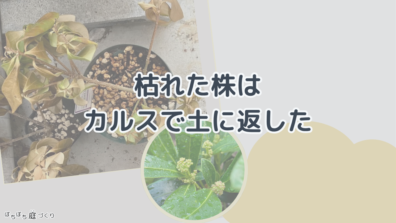 枯れた株を土に返すの見出し画像