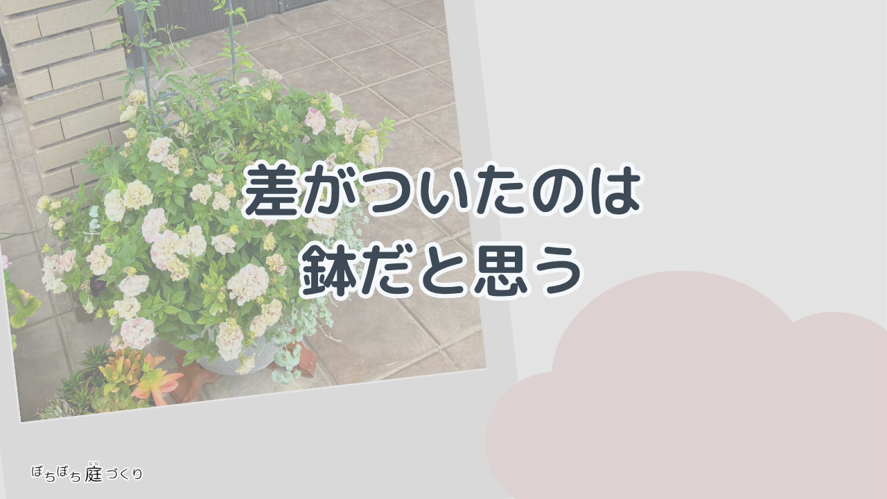 差がついたのは鉢だと思うの見出し画像