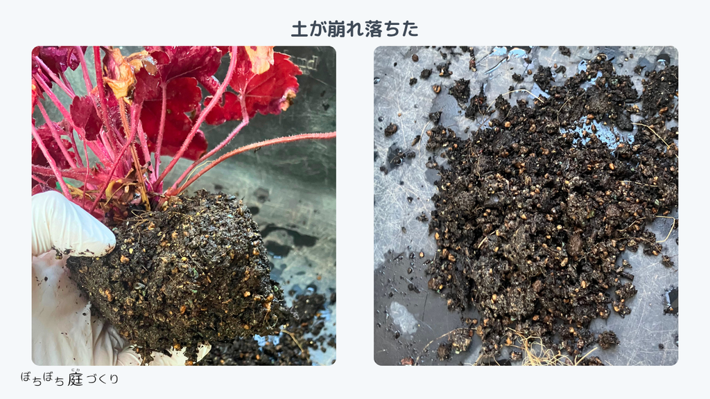 鉢から抜いたヒューケラの根本。土が崩れ落ちた