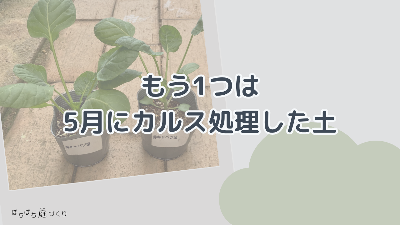 もう1つは、5月にカルス処理した土の見出し画像