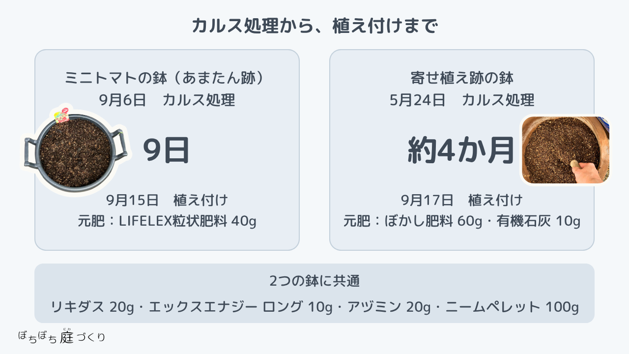 カルス処理から植え付けまでの図解。ミニトマトの鉢(あまたん跡)は9月6日にカルス処理、9日後の9月15日に植え付け、元肥はLIFELEX粒状肥料40g。寄せ植え跡の鉢は5月24日にカルス処理、約4か月後の9月17日に植え付け、元肥はぼかし肥料60gと有機石灰10g。2つの鉢に共通で、リキダス20g・エックスエナジー ロング10g・アヅミン20g・ニームペレット100g