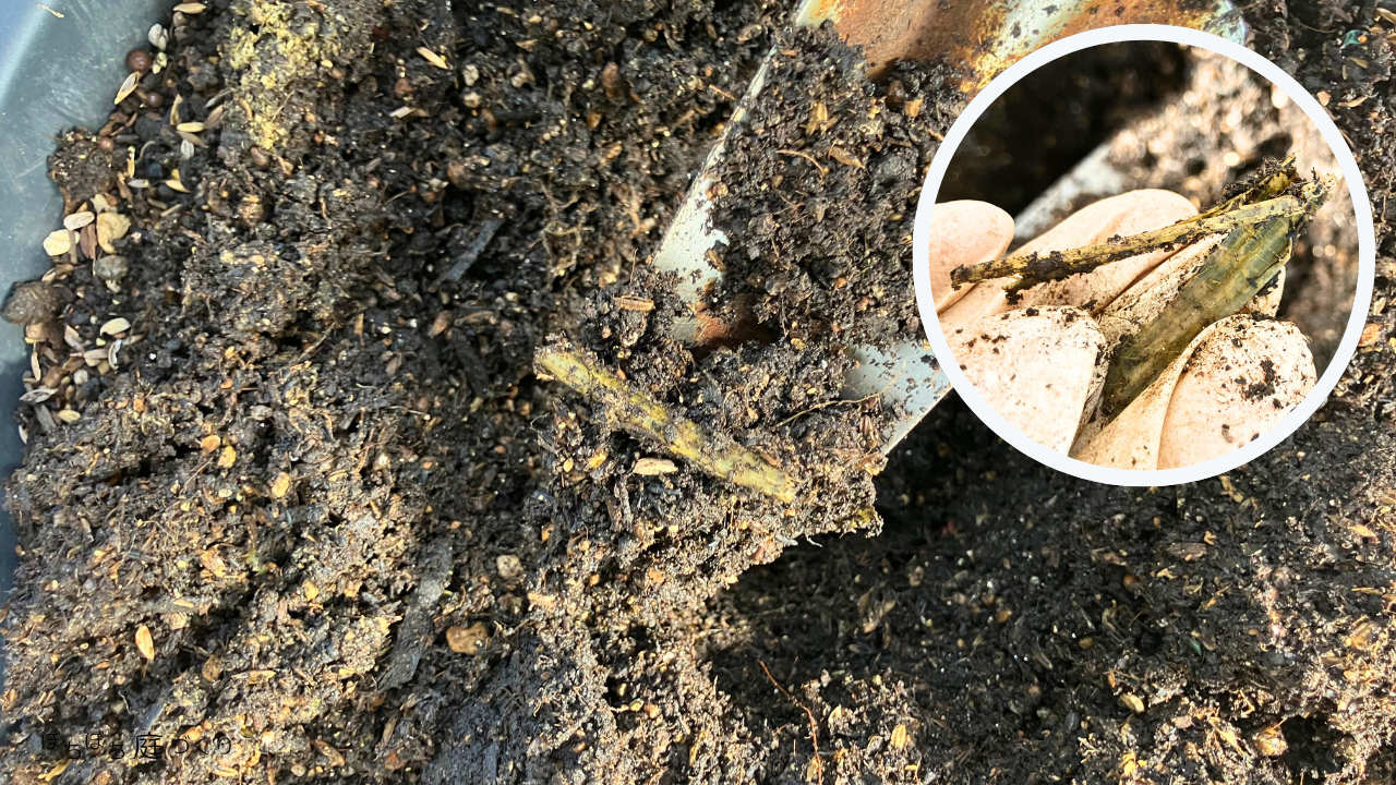 カルス処理から9日後のミニトマトの茎。皮だけが残っている