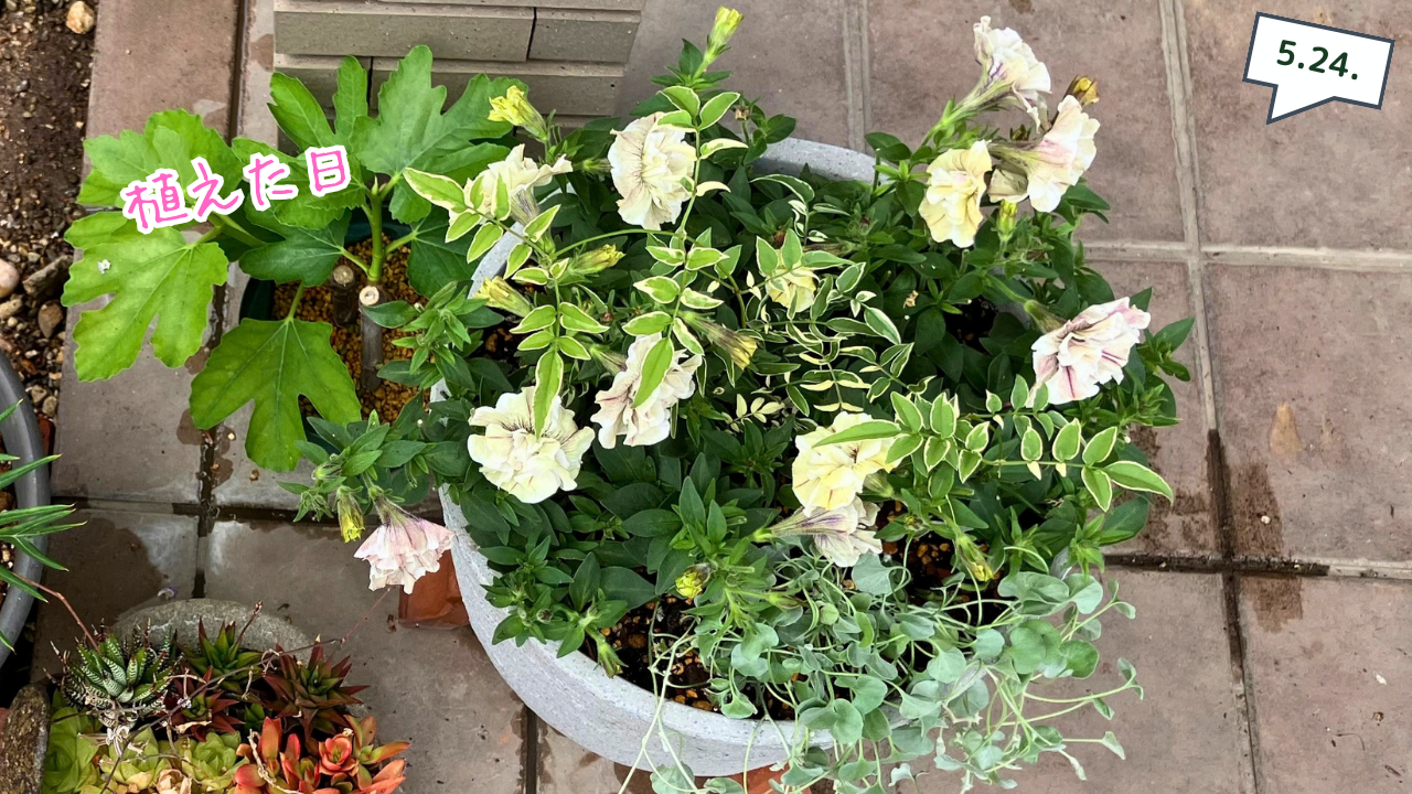 植え付けた日のペチュニア ジュリエット モダンホワイトの寄せ植え