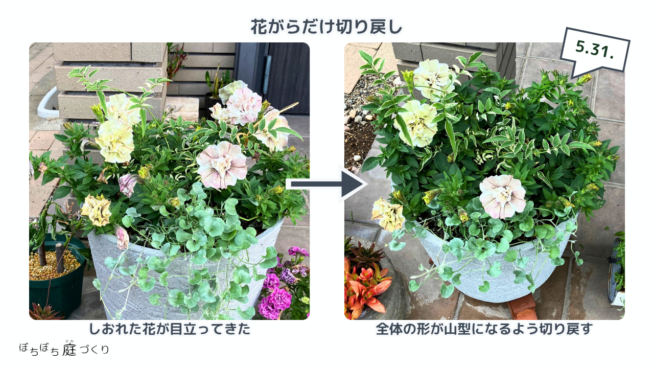 花がらだけ切り戻して山型に整えたペチュニアの寄せ植え