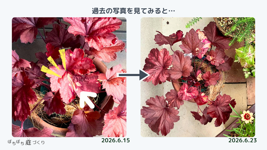 6月15日と23日の様子。過去の写真で復習し、気付けるようになりたい