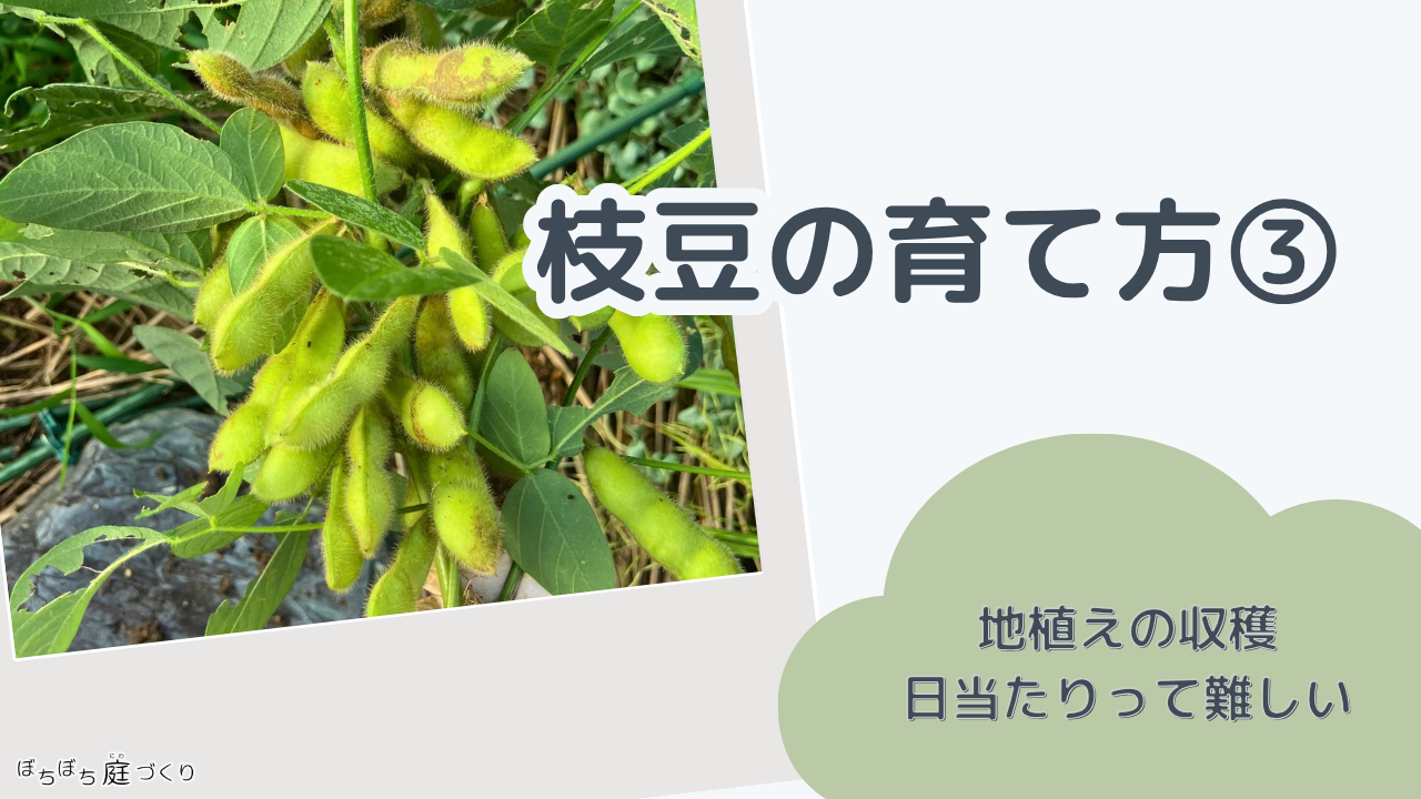 枝豆の育て方③ 地植えの収穫、日当たりって難しい