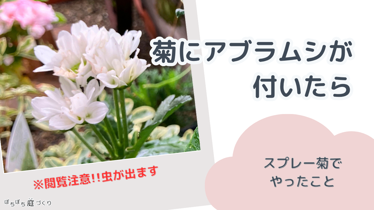 菊にアブラムシが付いたら｜スプレー菊でやったこと