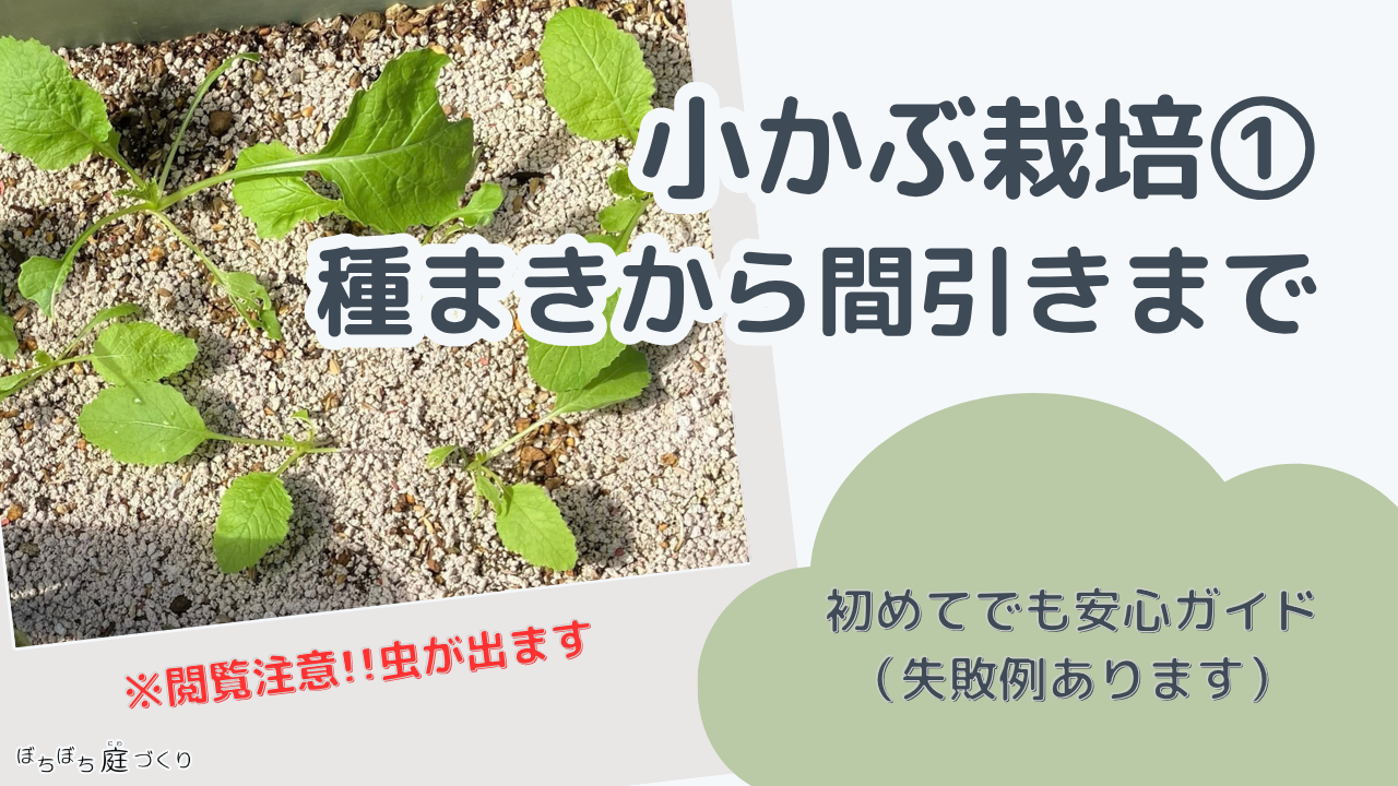 小かぶ栽培①｜種まきから間引きまで（初めてでも安心ガイド・失敗例あります）