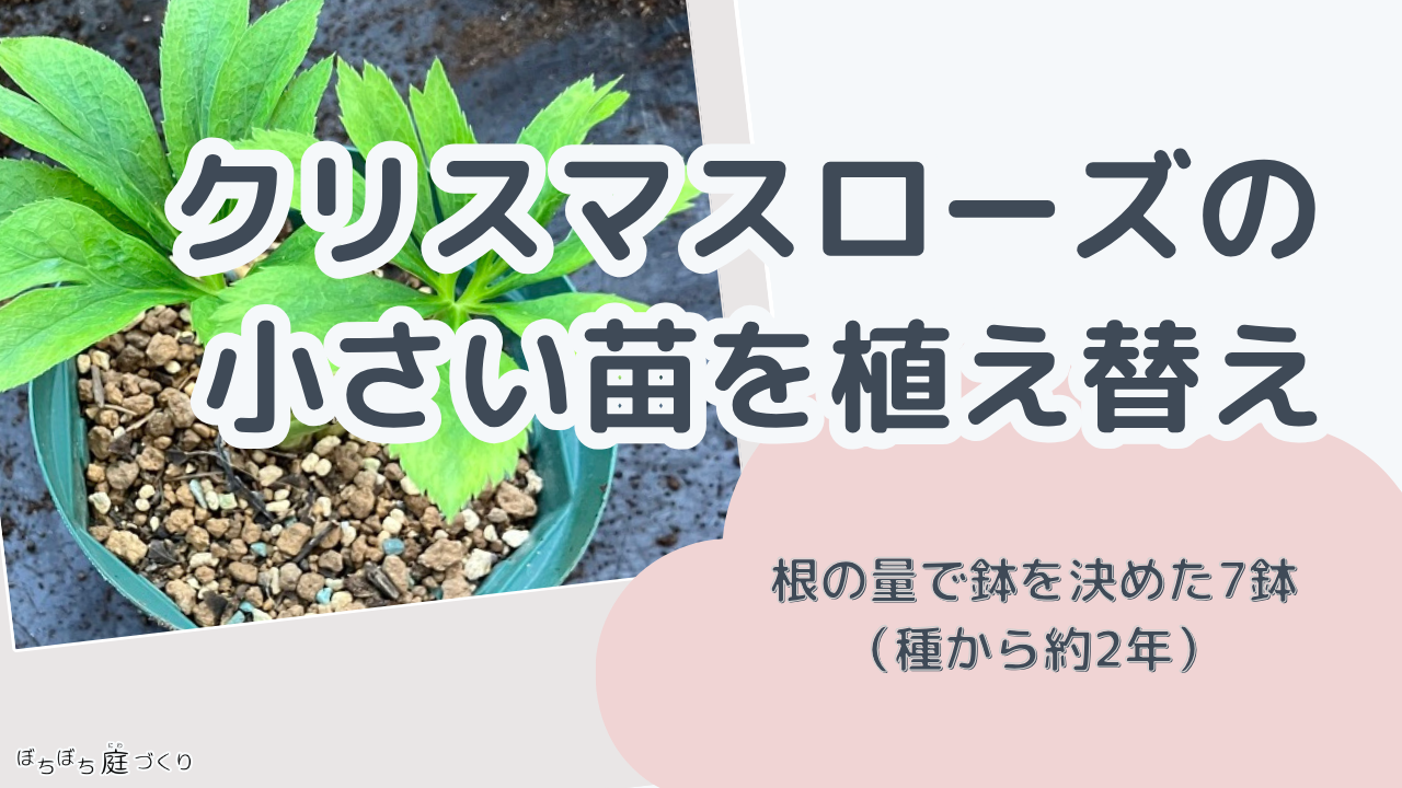 クリスマスローズの小さい苗を植え替え、根の量で鉢を決めた7鉢（種から約2年）