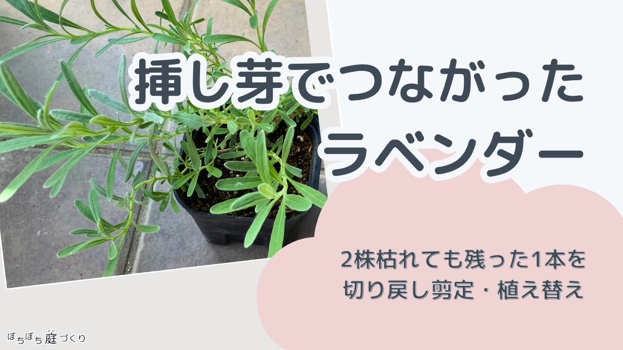 挿し芽でつながったラベンダーのアイキャッチ画像