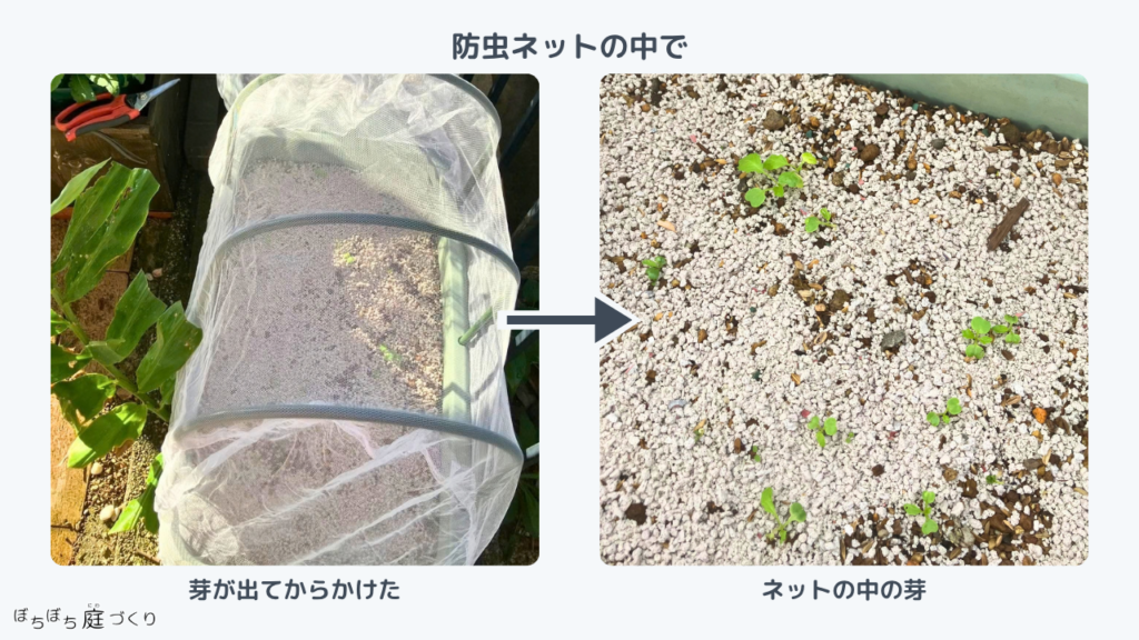 防虫ネットをかけた小かぶのプランターと、ネットの中の芽