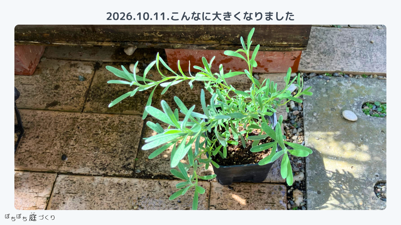 大きく育ったグロッソの挿し芽