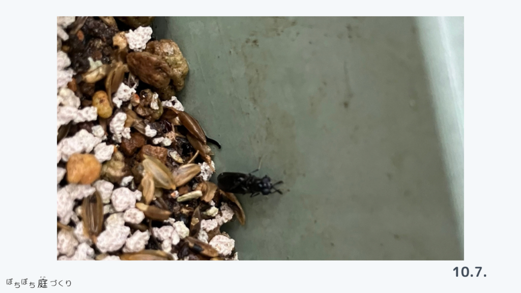 プランターの防虫ネットの中を飛んでいた、黒い虫