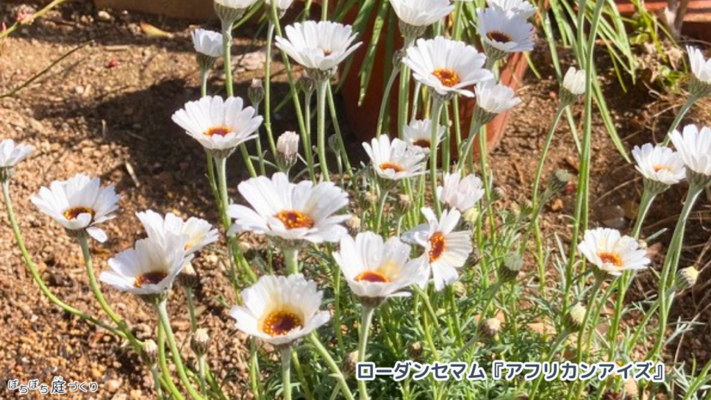 白い花びらに茶色の中心の、ローダンセマム『アフリカンアイズ』
