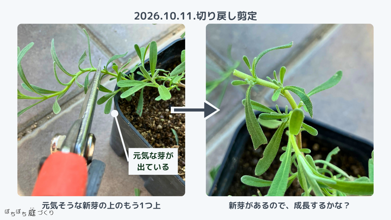 グロッソの挿し芽を切り戻し剪定する場所