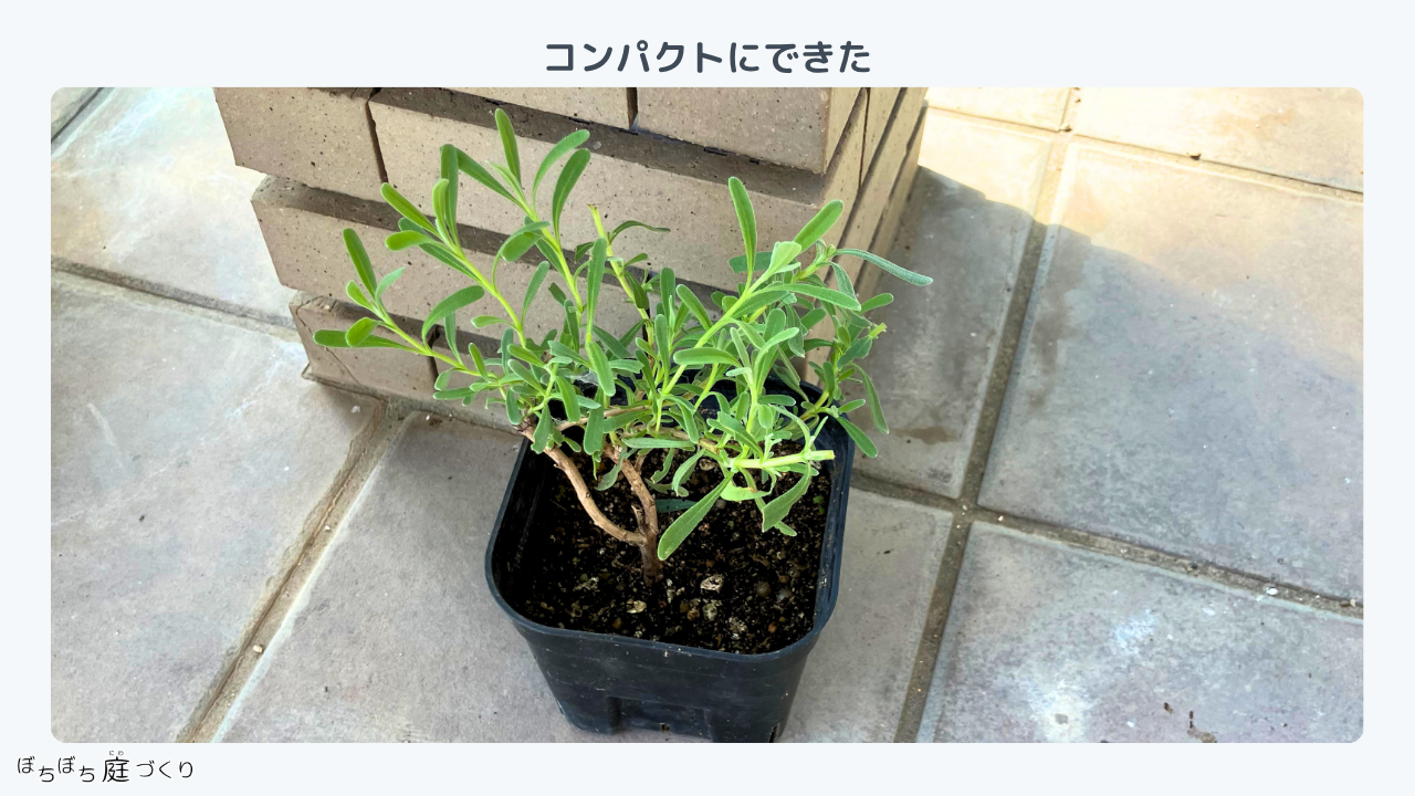 切り戻し剪定のあとのグロッソ