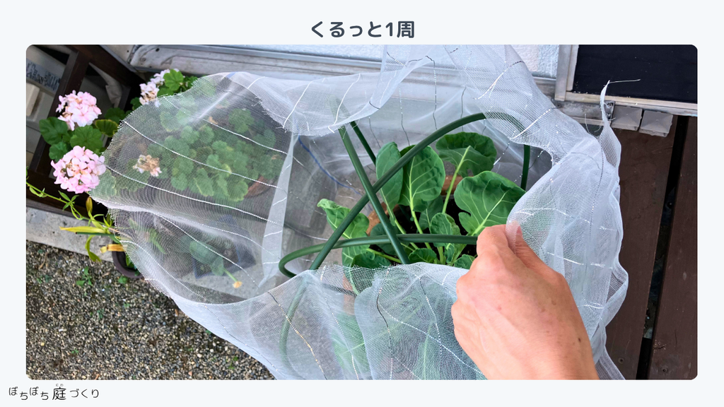 防虫ネットを支柱の外側にくるっと1周巻いているところ