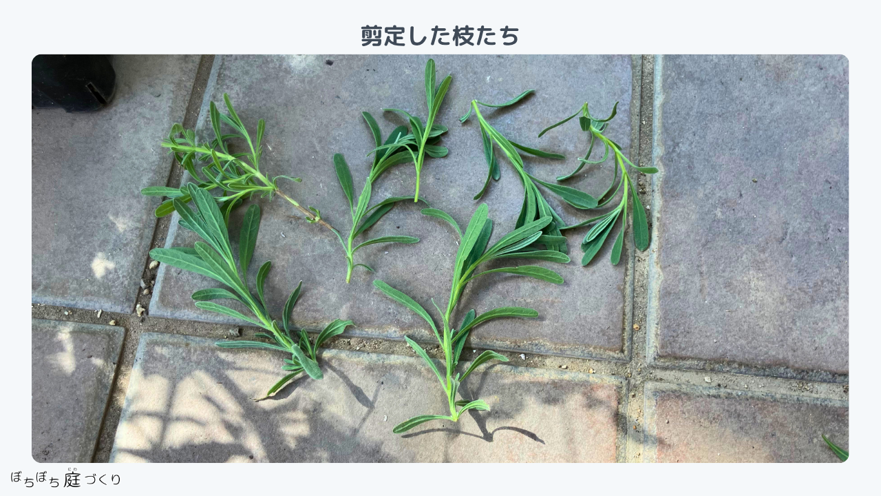 切り戻し剪定で切ったグロッソの枝
