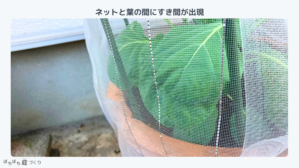 防虫ネットと葉のあいだにできた隙間