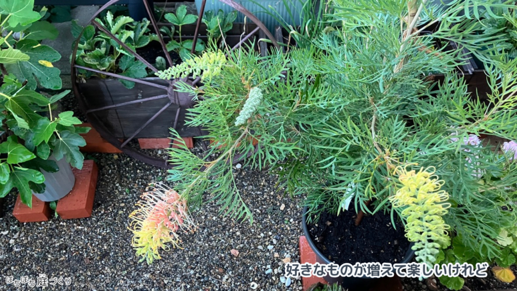 鉢植えのグレビレアと、そのまわりに置いた鉢