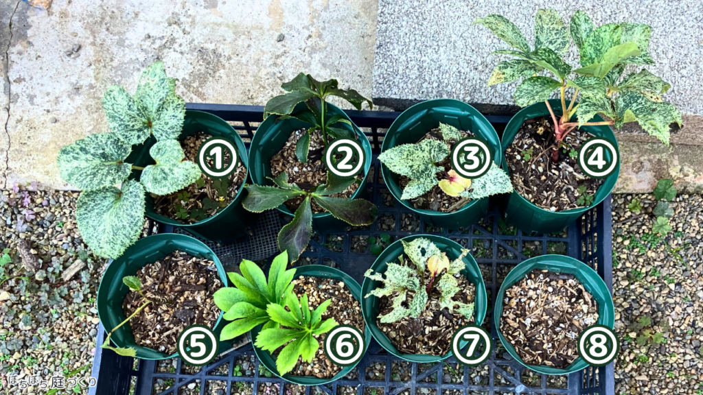 植え替え前のクリスマスローズの苗8鉢