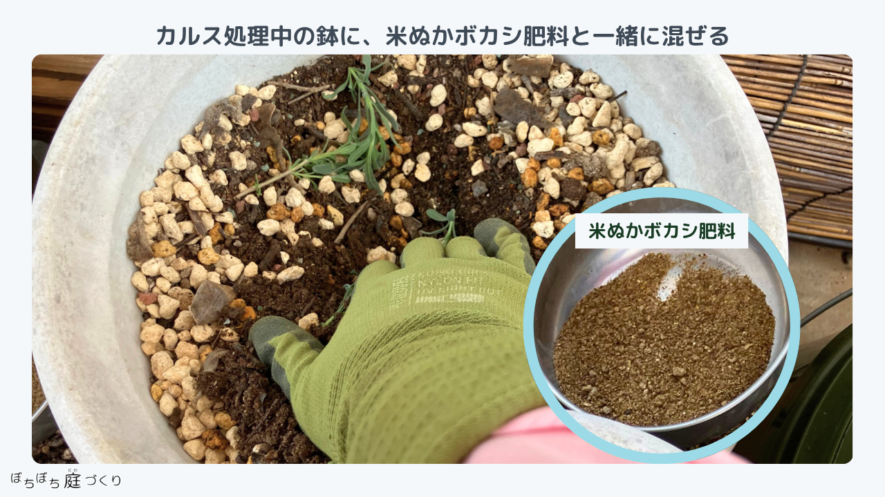 カルス処理中の鉢に、ラベンダーの枝を混ぜたところ