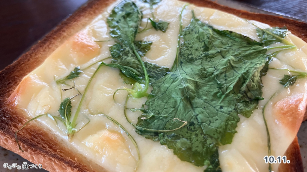 間引いた小かぶの苗をのせたチーズトースト