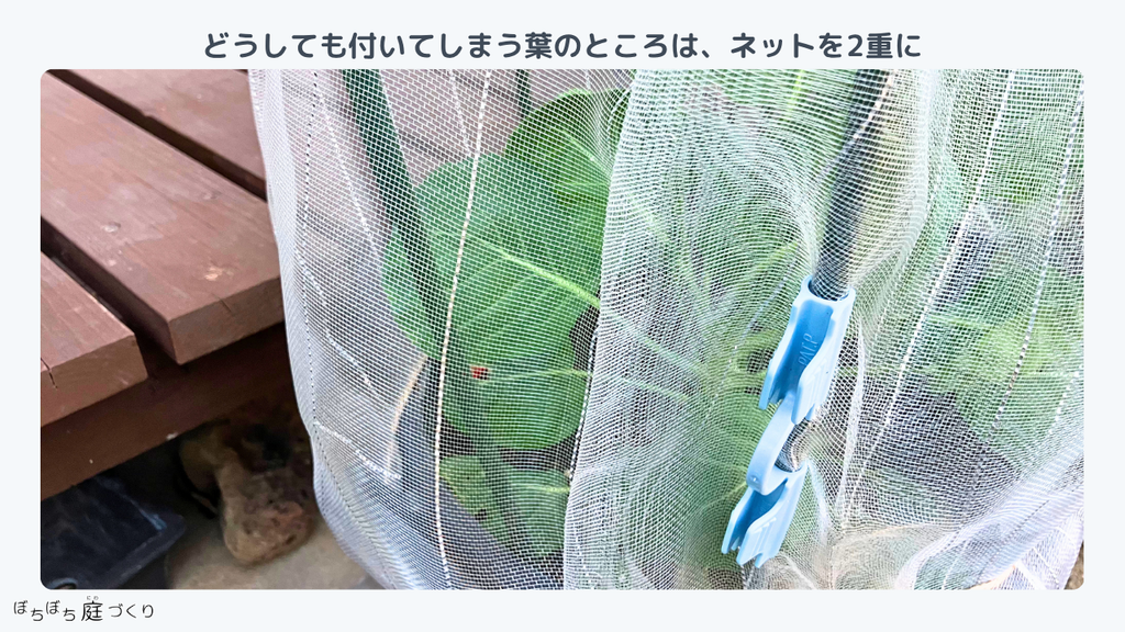 葉が触れるところに防虫ネットの重なりを合わせ、クリップで留めたところ