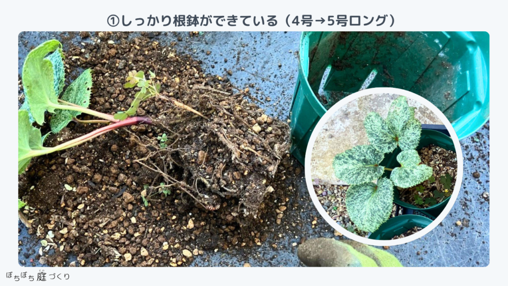 クリスマスローズの苗①の根、しっかり根鉢ができている