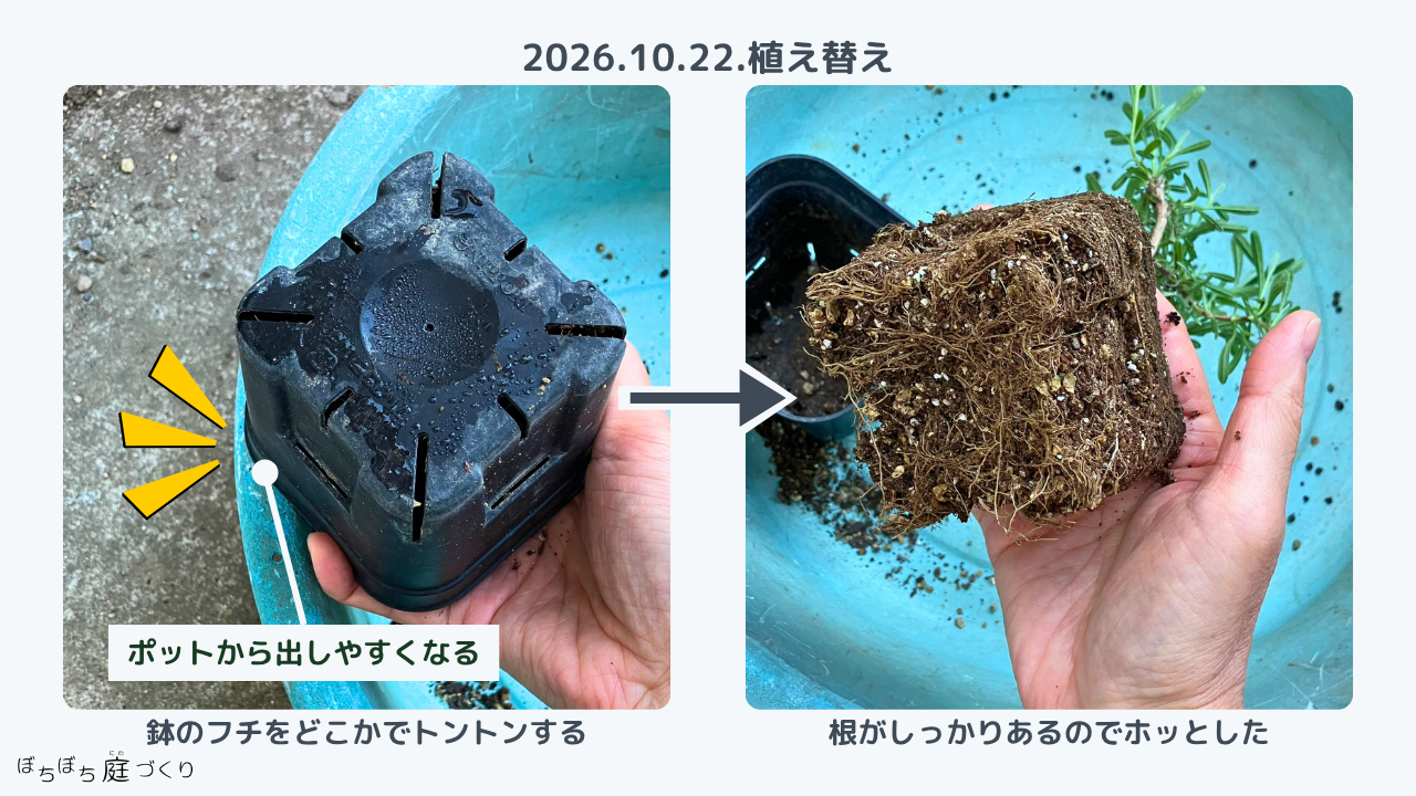 ポットから抜いたグロッソの根