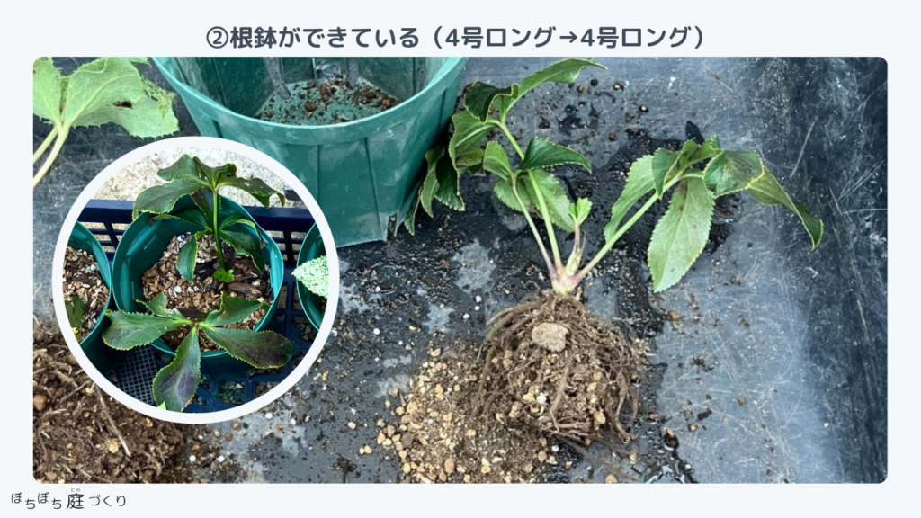 クリスマスローズの苗②の根、根鉢ができている