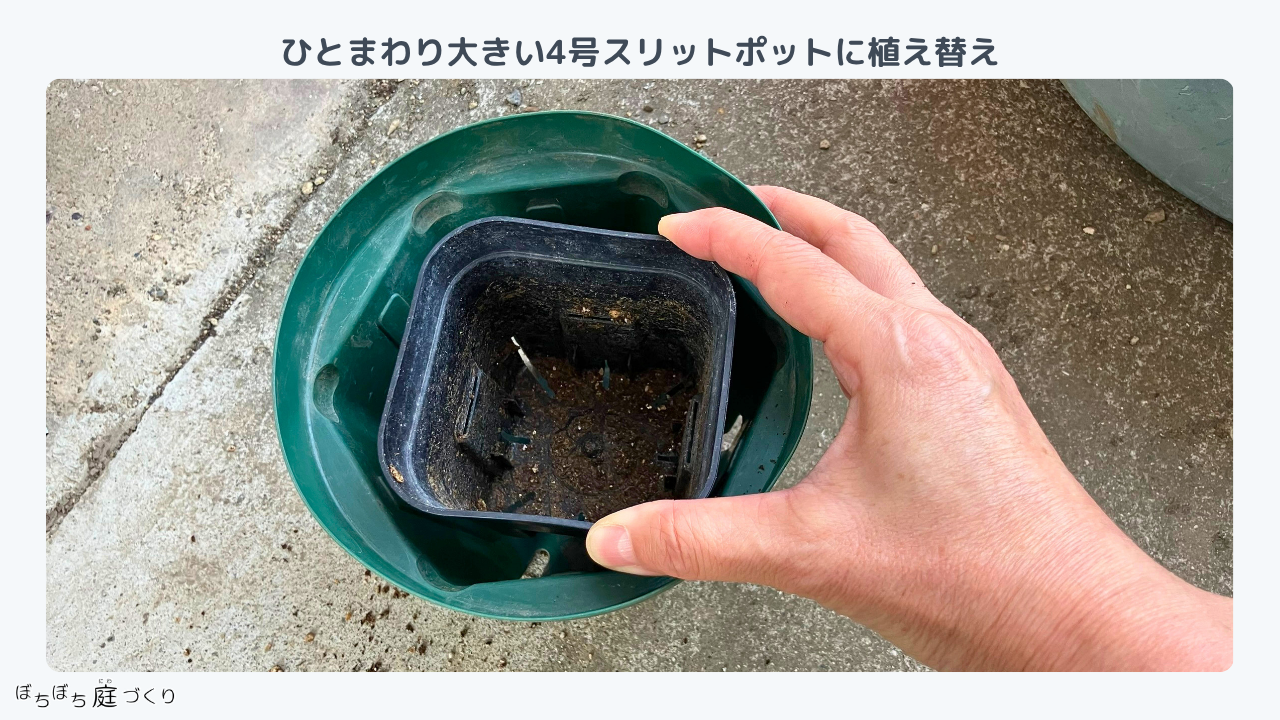 3号ポットと4号スリットポット