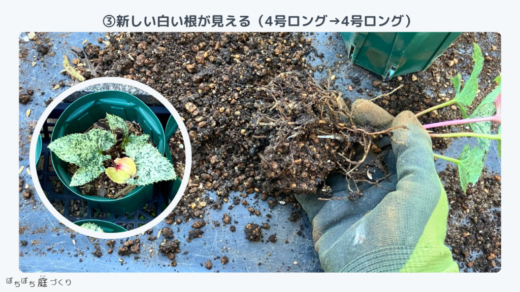クリスマスローズの苗③の根、新しい白い根が見える