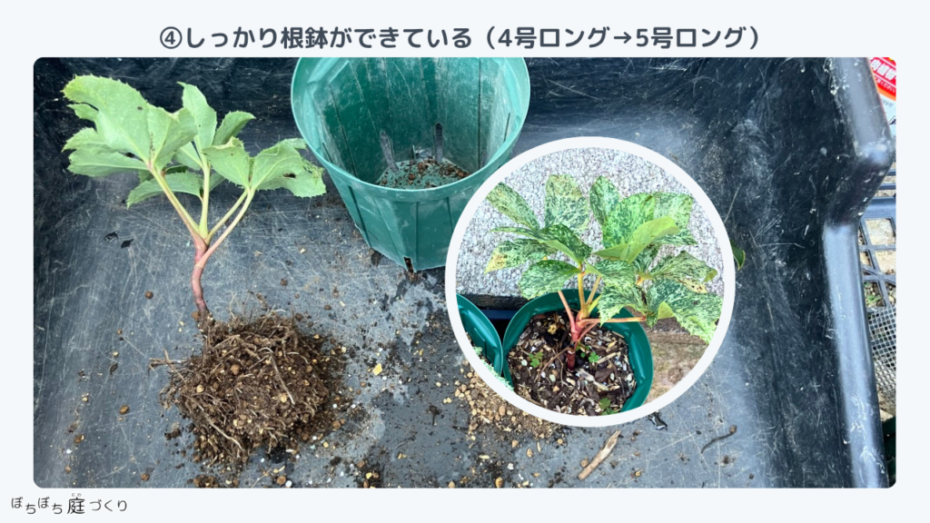 クリスマスローズの苗④の根、しっかり根鉢ができている
