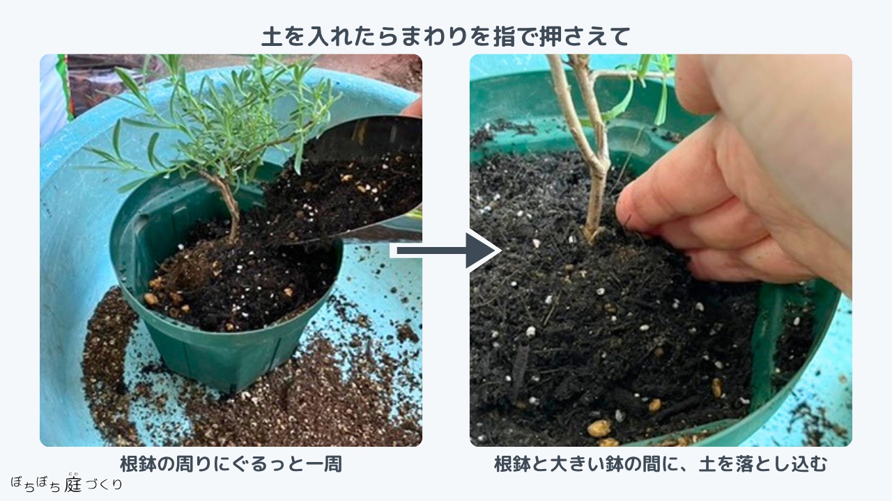 根鉢のまわりに土を入れるところ