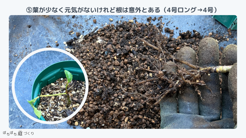 クリスマスローズの苗⑤の根、葉が少ないが根は意外とある