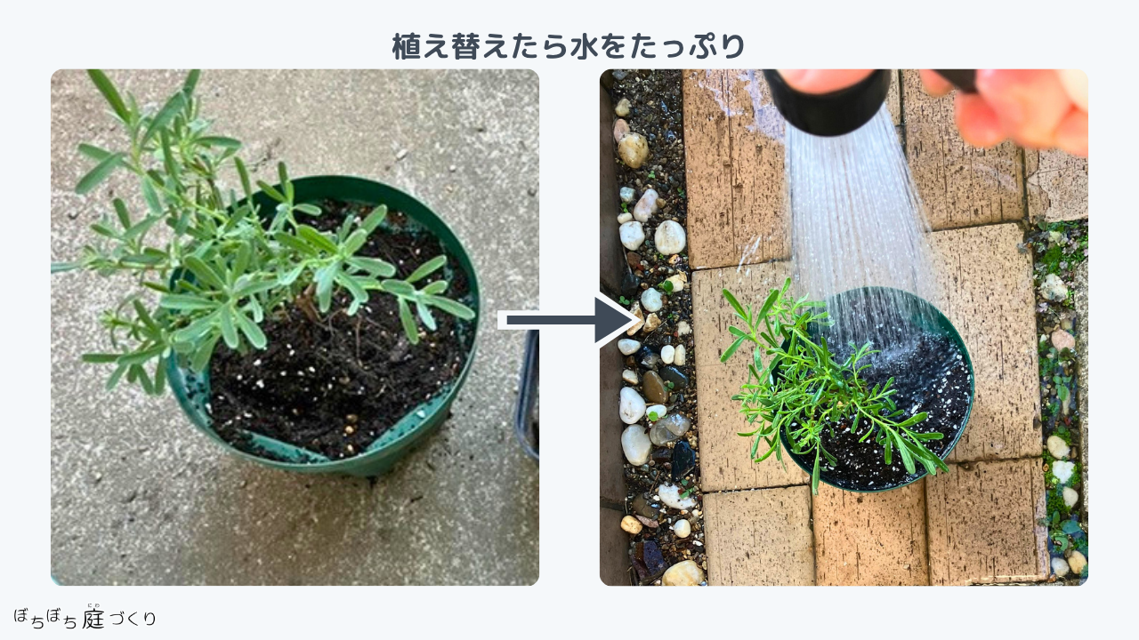植え替えたあとの水やり