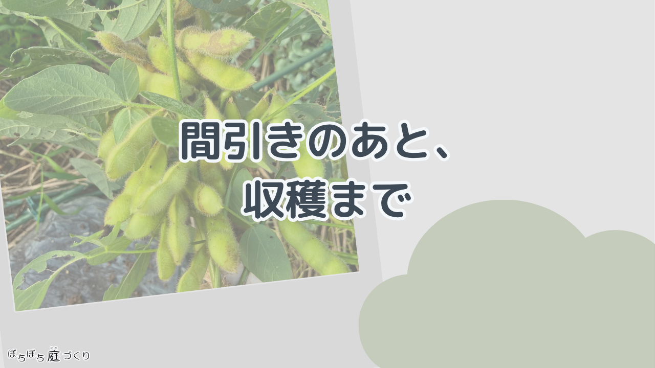 間引きのあと、収穫までの見出し画像