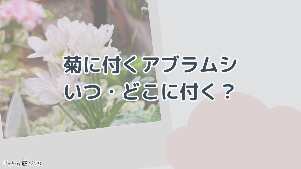 菊に付くアブラムシの見出し画像