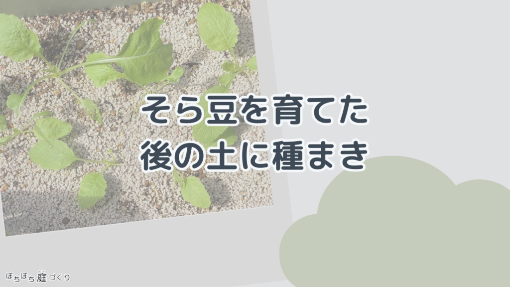 そら豆を育てた後の土に、種まきの見出し画像