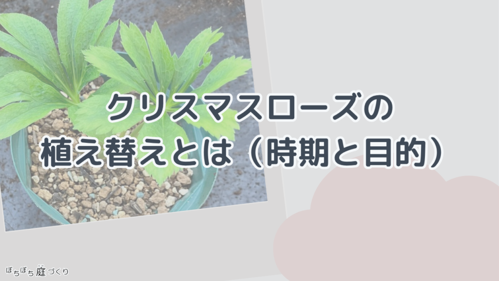 植え替えとはの見出し画像