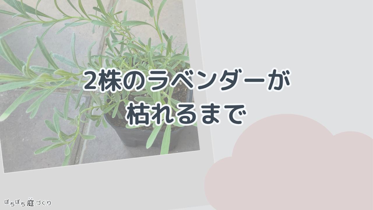 2株のラベンダーが枯れるまでの見出し画像