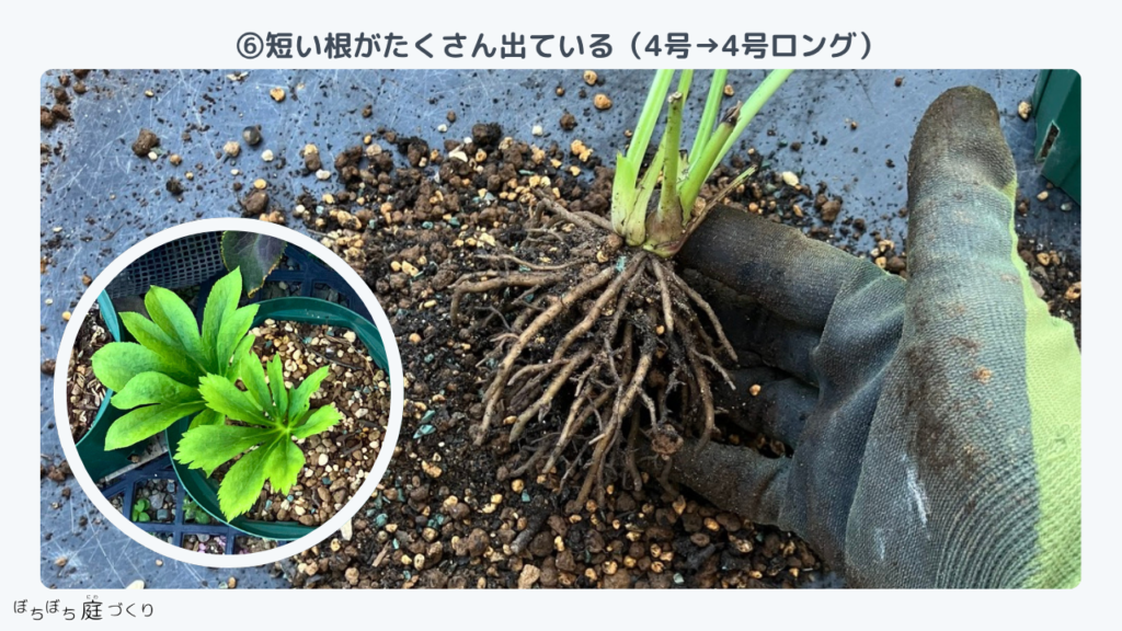 クリスマスローズの苗⑥の根、短い根がたくさん出ている